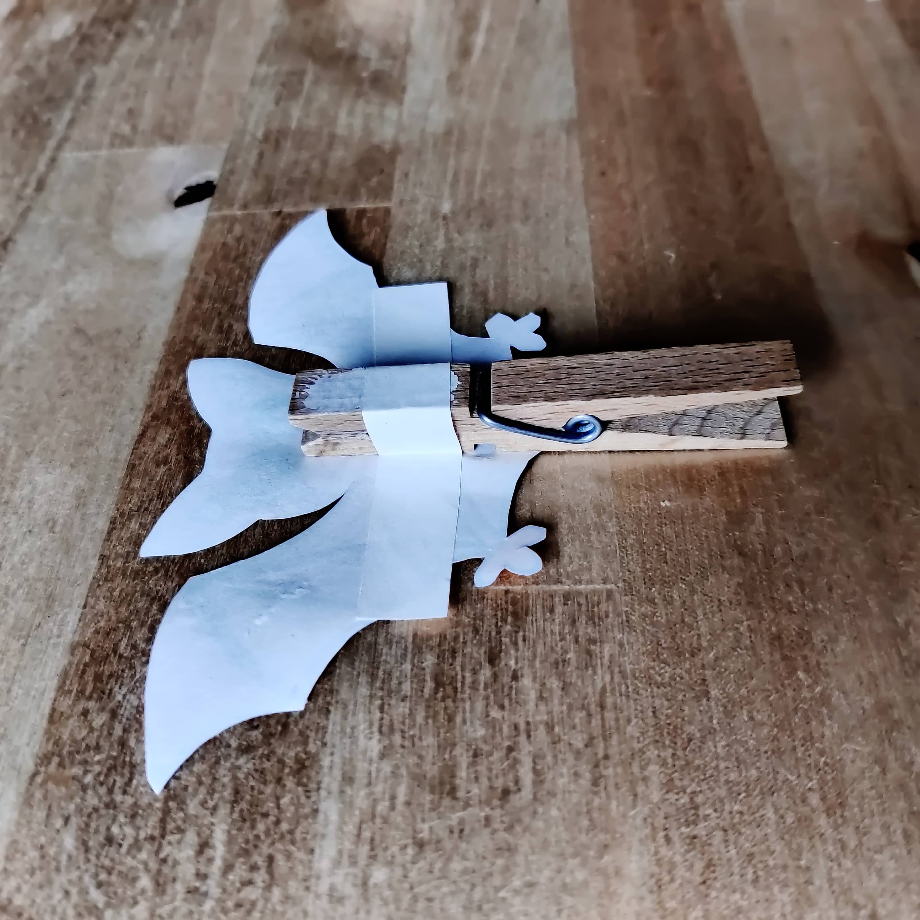 nalepený netopýr, pohled ze strany